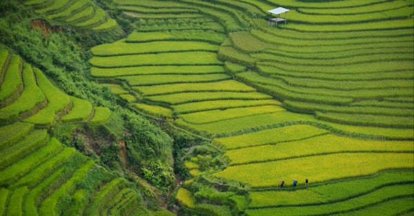 Vietnam - Terra Verde